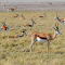 Herd of antelopes and grasslands logo