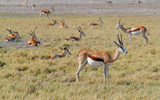 Herd of antelopes and grasslands screenshot 1