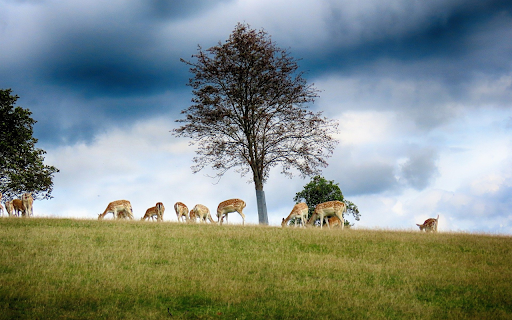 Herd of deer on grass hill screenshot 1