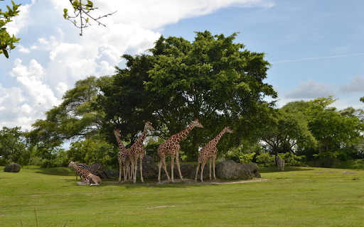 Herd of deer under the canopy of trees screenshot 1