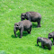 Herd of elephants on green grassland logo