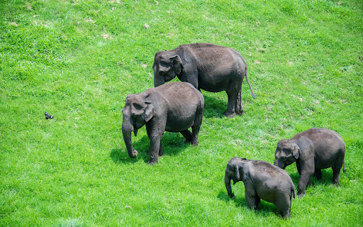 Herd of elephants on green grassland screenshot 1