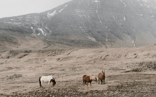 Herd of horses on rocky mountains screenshot 1