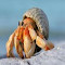 hermit crab wallpaper logo