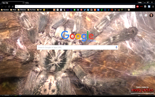 Heteroscodra maculata screenshot 1