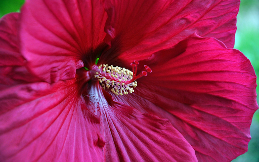 Hibiscus screenshot 1