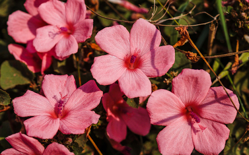 Hibiscus Escobariae Theme screenshot 1