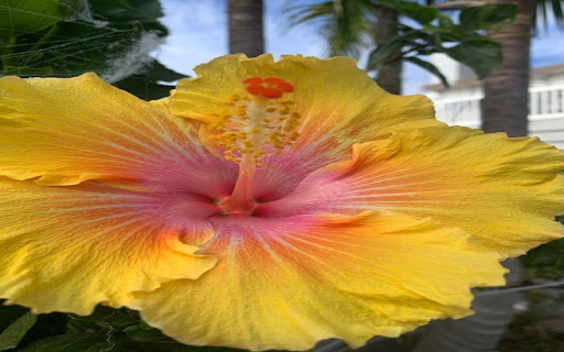 Hibiscus flower wallpaper screenshot 1