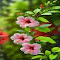 hibiscus flower wallpaper logo