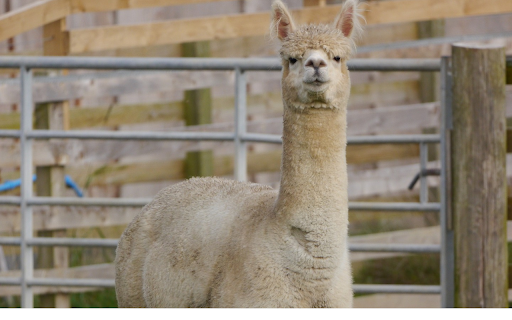 High-necked camel screenshot 1