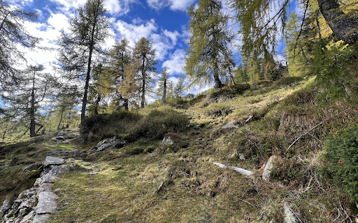 Hills and coniferous trees screenshot 1