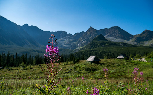Hills and Fragrant Flowers screenshot 1
