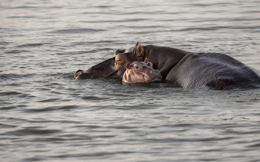 HIPPO THEME screenshot 1