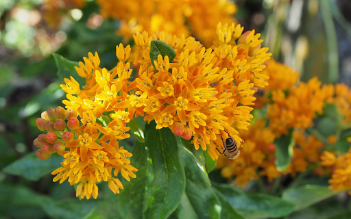 Honey and insects screenshot 1