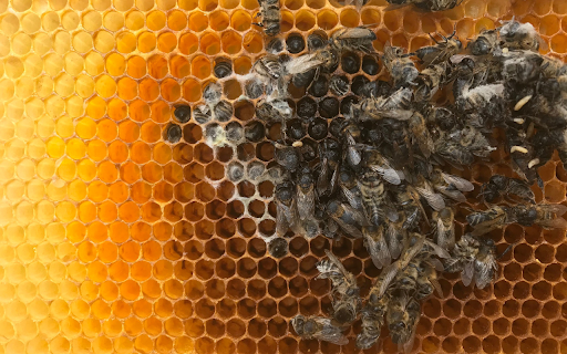Honeycomb and sweet honey screenshot 1