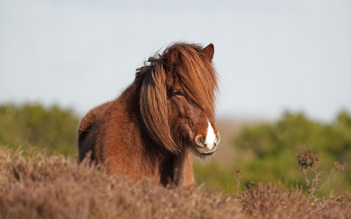 Horse and Hay screenshot 1