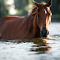 Horse in Shallow Water logo