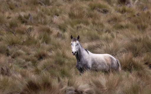 Horse in the big meadow screenshot 1