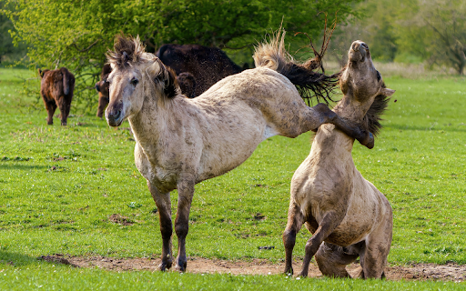 Horse martial arts screenshot 1