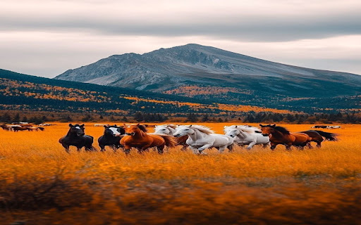 Horses in Autumn screenshot 1