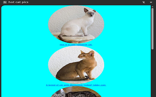 hot cat pics screenshot 1