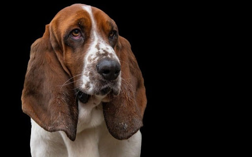 HOUND THEME screenshot 1