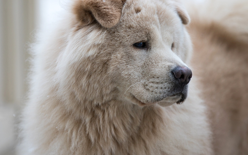 Huge dog screenshot 1