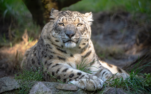 Huge white tiger screenshot 1