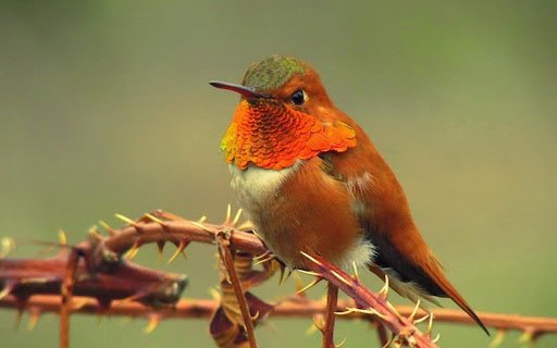 Hummingbird THEME screenshot 1