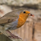 Hungry Erithacus rubecula bird eating insect in nature logo