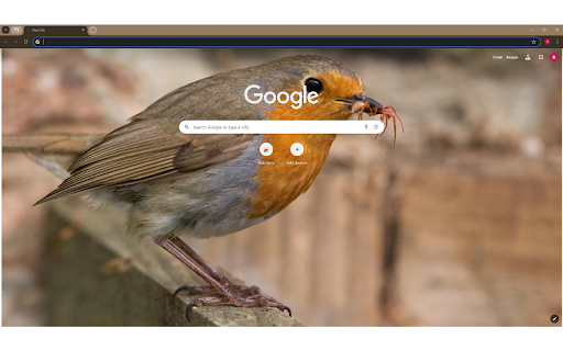 Hungry Erithacus rubecula bird eating insect in nature screenshot 1