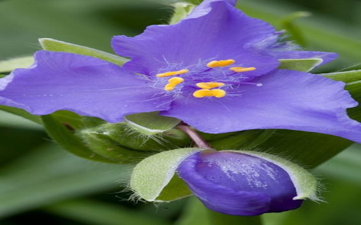 Hydrangea wallpaper screenshot 1