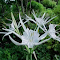 Hymenocallis littoralis flower wallpapers logo