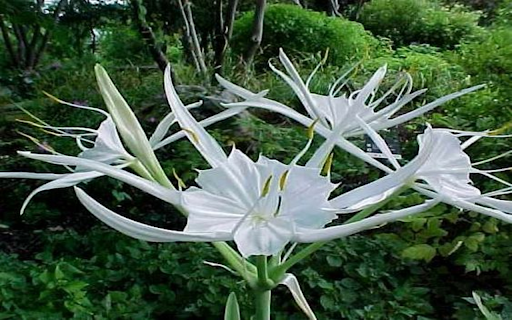Hymenocallis littoralis flower wallpapers screenshot 1