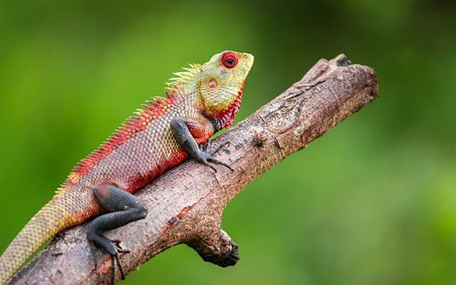 IDIOT THEME screenshot 1