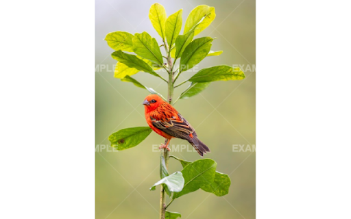 Image Watermarker screenshot 1