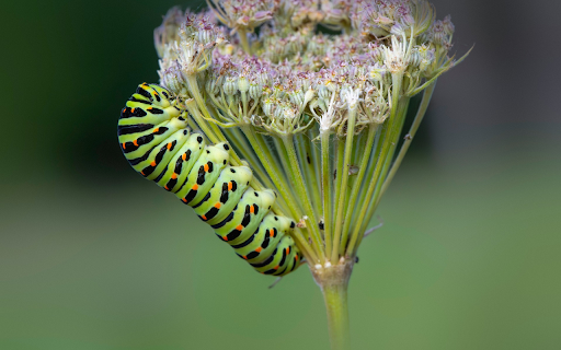 Inchworm on a flower branch screenshot 1