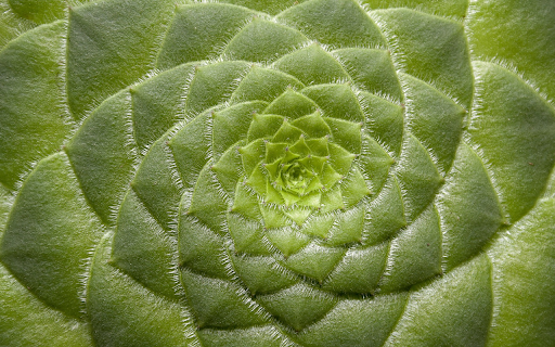 Instant flower screenshot 1