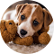 Jack Russell Terrier Wallpaper logo
