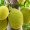 Jackfruit Tree logo
