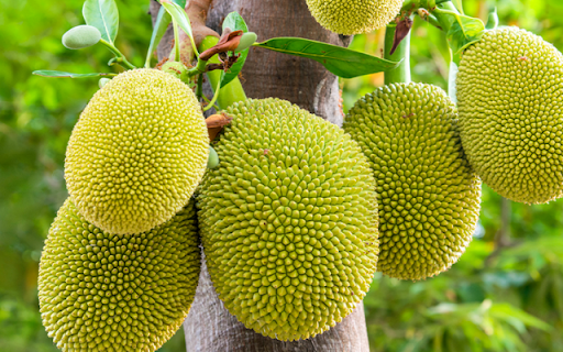 Jackfruit Tree screenshot 1