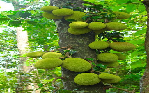 jackfruit tree wallpaper screenshot 1