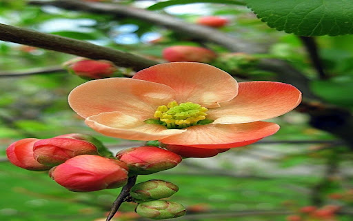 Japanese apricot flower wallpaper screenshot 1
