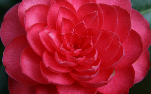 Japanese Camellia Blossom Theme screenshot 1