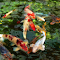 Japanese Koi Fish Pond logo