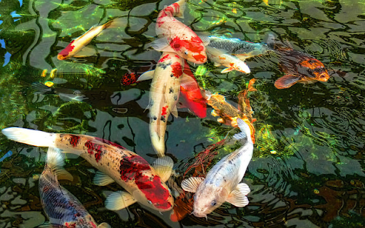 Japanese Koi Fish Pond screenshot 1