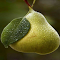 Juicy pear wallpaper logo