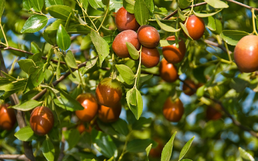 Jujube Tree screenshot 1
