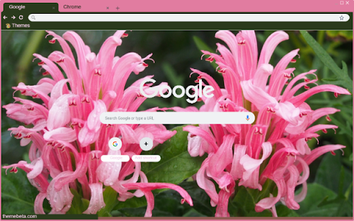 Justicia Carnea screenshot 1