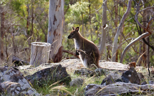 Kangaroo screenshot 1